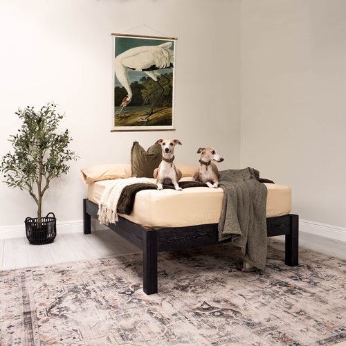 Model 02 - Wooden Platform Bed, No Headboard - Pine - Black Finish