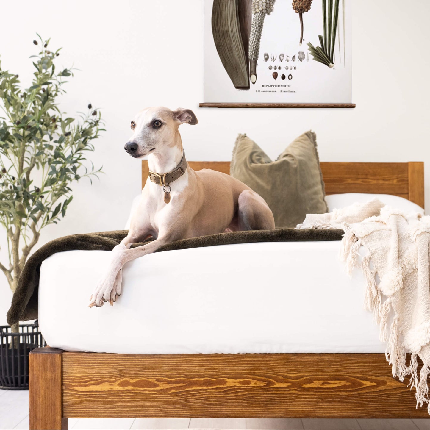 Model 01 - Handmade Wooden Bed - Pine - Walnut Finish