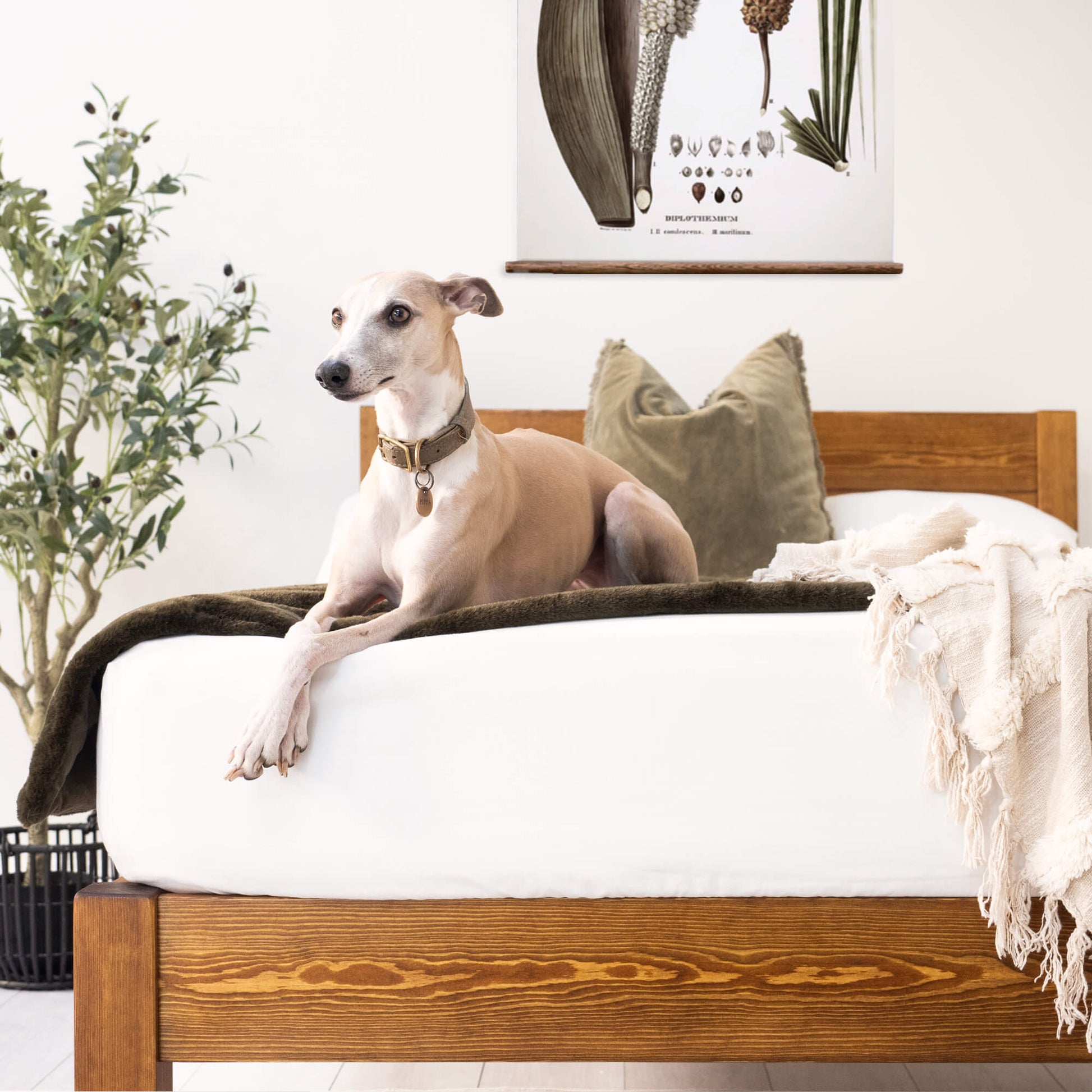 Model 01 - Handmade Wooden Bed - Pine - Walnut Finish